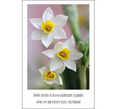 Открытка 9*6 см, дизайн 36